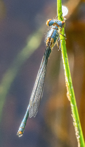 iNaturalist observation photo of Emerald Spreadwing