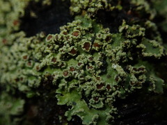 Pannaria farinosa
