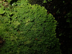 Pannaria pulverulacea