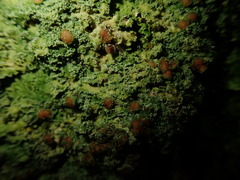 Pannaria pulverulacea