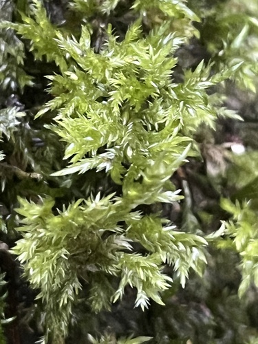 Camptochaete angustata observed 2026-07-01