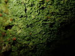 Pannaria pulverulacea