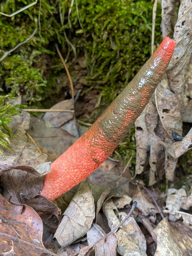 devil's dipstick · June 2026 · photo: Photo: no rights reserved · iNaturalist