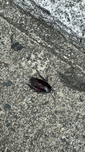 Smokybrown Cockroach