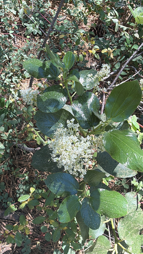 iNaturalist observation photo of Snowbrush Ceanothus