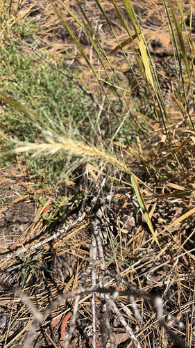 iNaturalist observation photo of Squirreltail