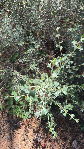 iNaturalist observation photo of Antelope Bitterbrush
