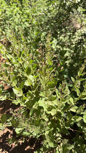iNaturalist observation photo of Western Snakeroot