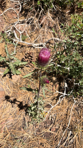 iNaturalist observation photo of Anderson's thistle