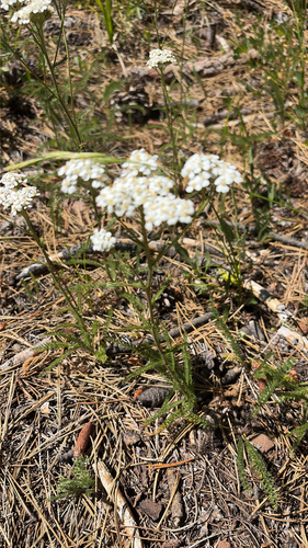 iNaturalist observation photo of common yarrow