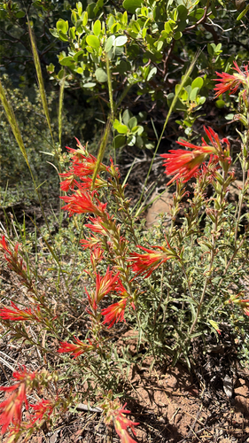 iNaturalist observation photo of wavyleaf paintbrush