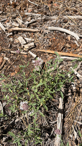 iNaturalist observation photo of Monardellas