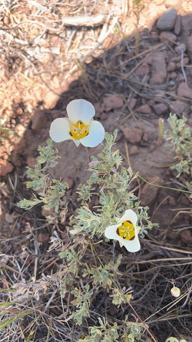 iNaturalist observation photo of Leichtlin's Mariposa Lily