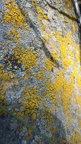 iNaturalist observation photo of Common Lichens