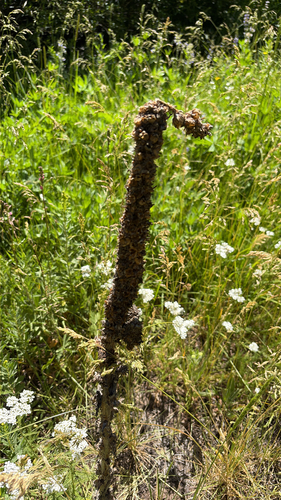 iNaturalist observation photo of great mullein