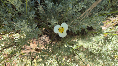 iNaturalist observation photo of Leichtlin's Mariposa Lily