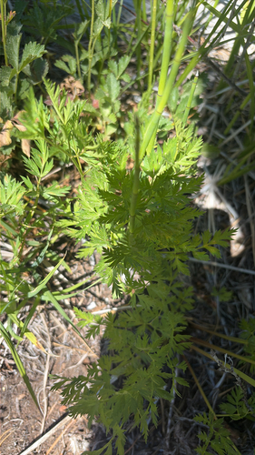 iNaturalist observation photo of Gray's Lovage