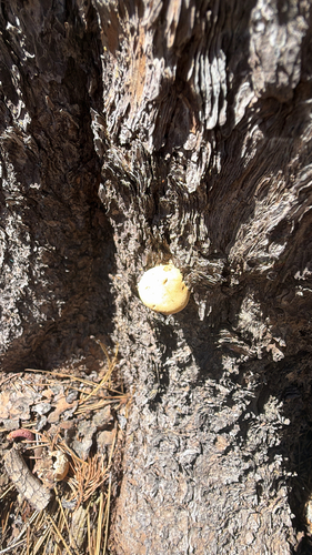 iNaturalist observation photo of Veiled Polypore