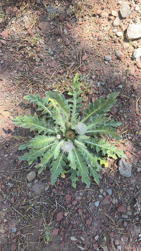 iNaturalist observation photo of Elk Thistle