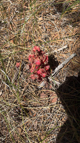 iNaturalist observation photo of Snowplant