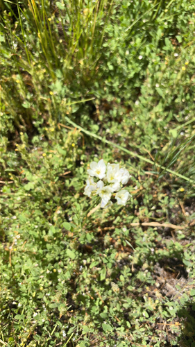 iNaturalist observation photo of white brodiaea