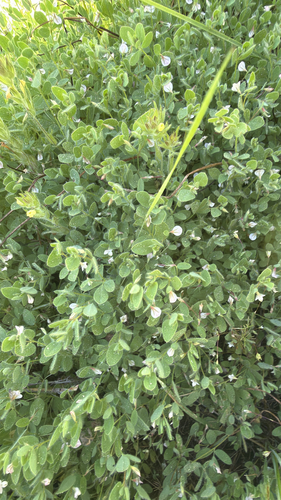 iNaturalist observation photo of Faboideae