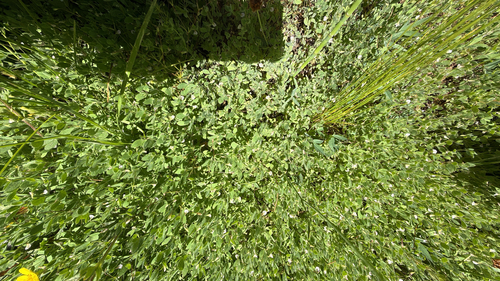 iNaturalist observation photo of Faboideae