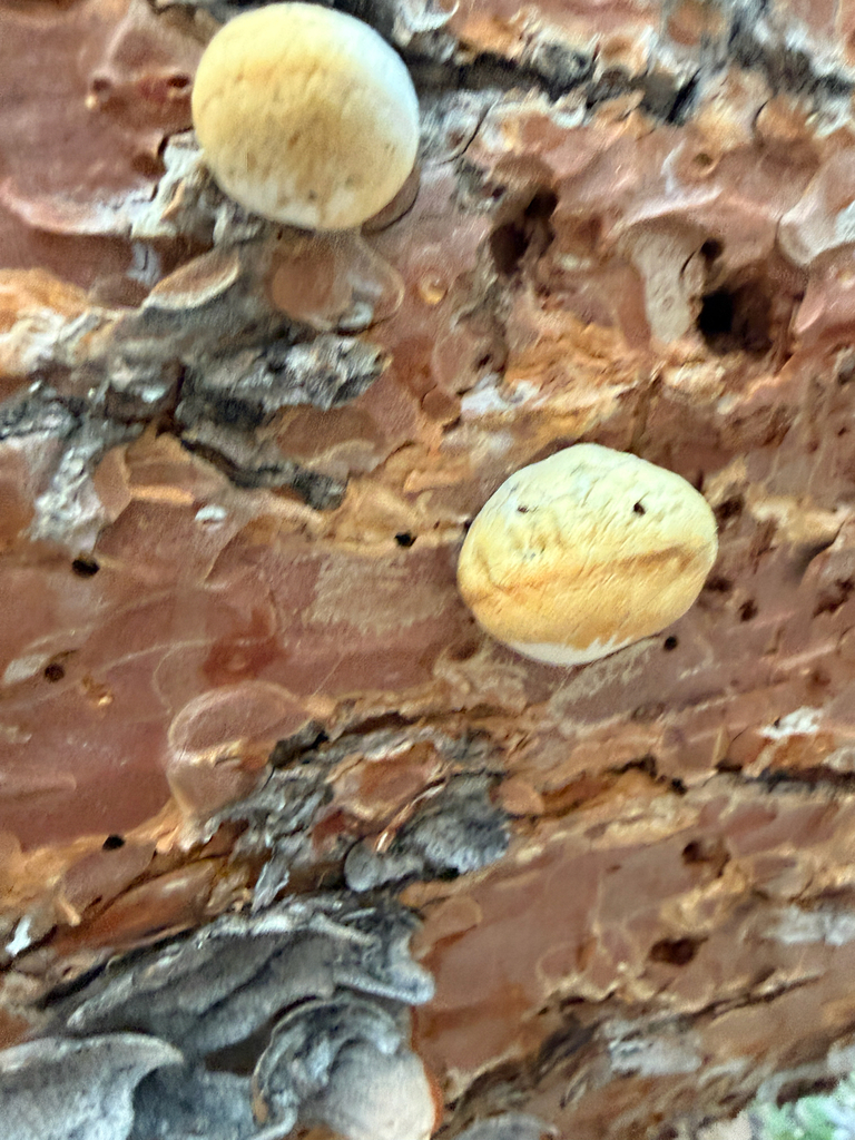 Veiled Polypore · June 2026 · photo: Photo: no rights reserved · iNaturalist