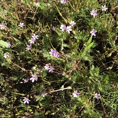 Erodium cicutarium cicutarium