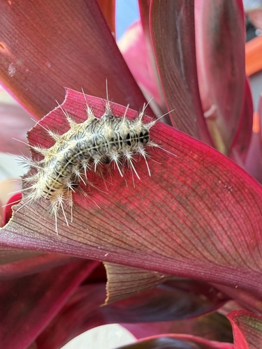 Oxyplax pallivitta