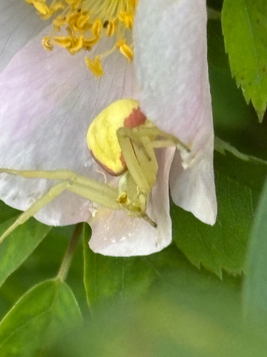 Goldenrod Crab Spider