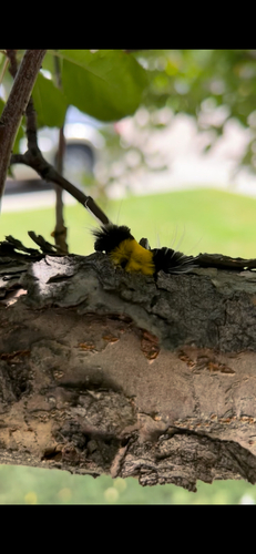 Spotted Tussock Moth