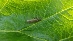 Perlodidae