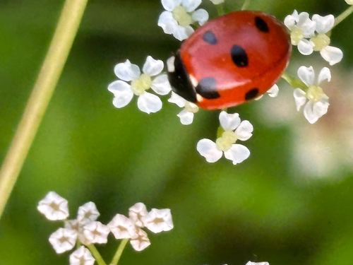 Seven-spotted Lady Beetle