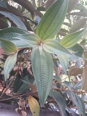 Miconia xalapensis