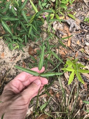 Desmodium tenuifolium