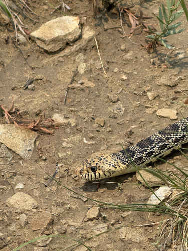 Bullsnake