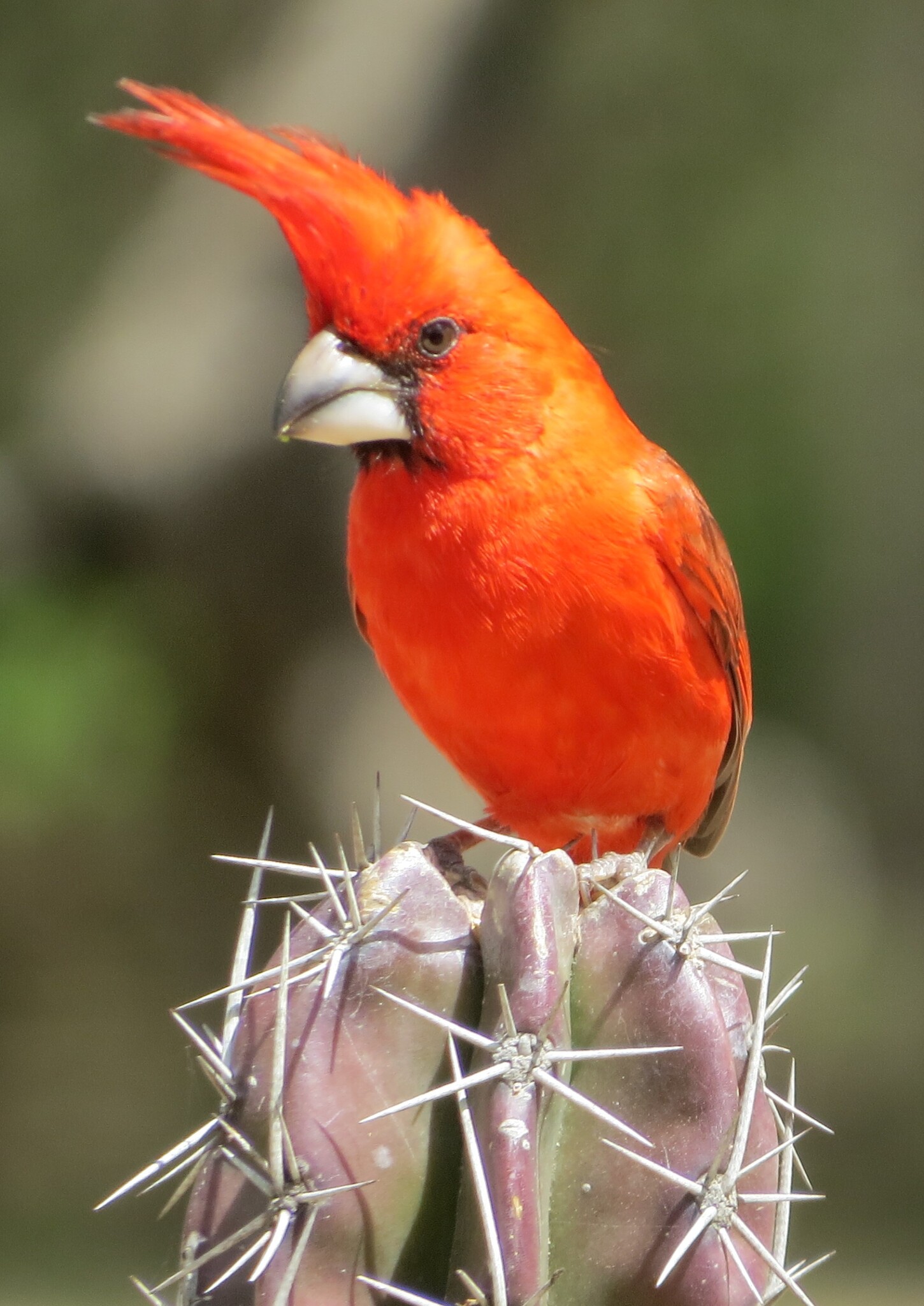 Vermilion Cardinal (Cardinalis phoeniceus), photo 1