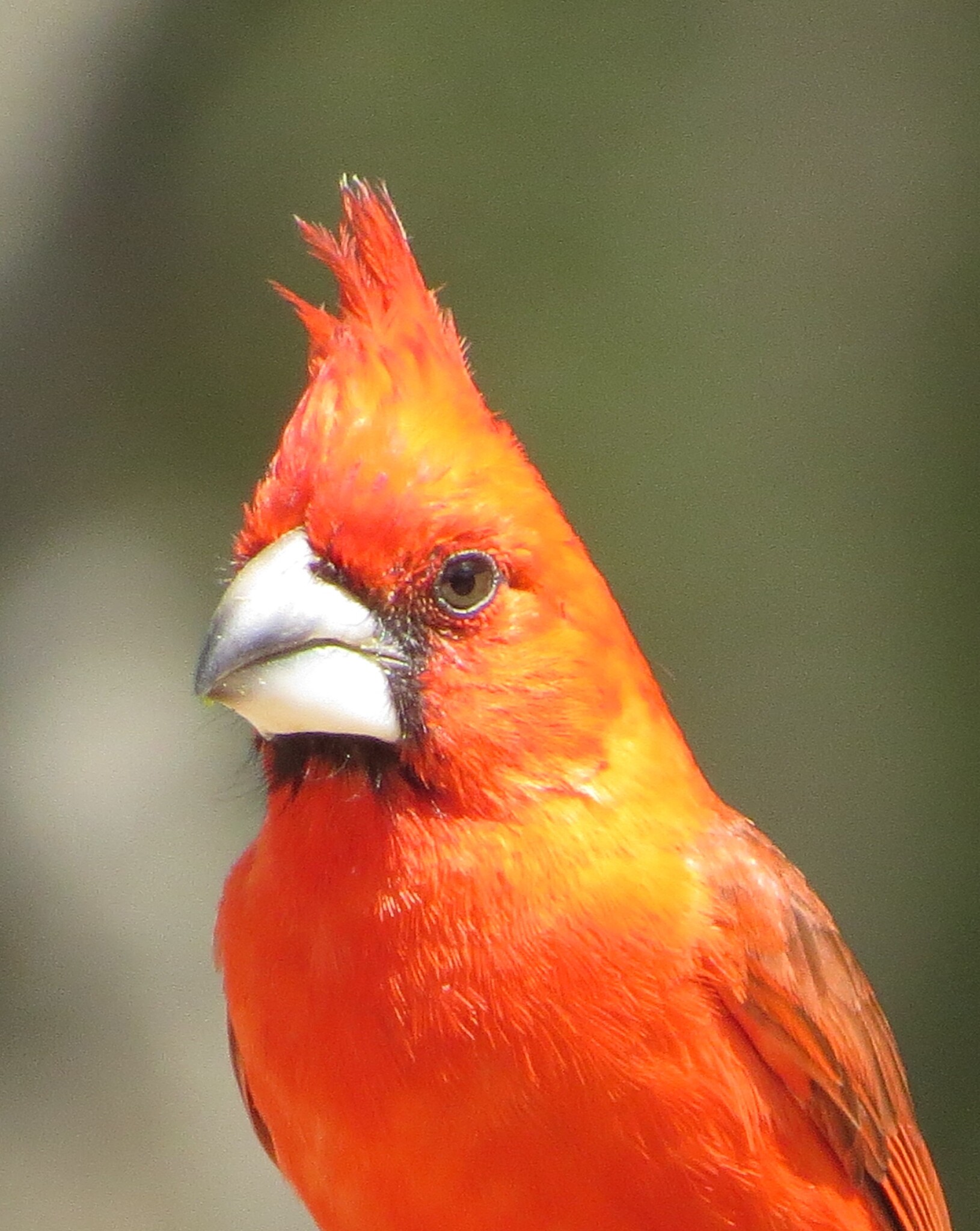 Vermilion Cardinal (Cardinalis phoeniceus), photo 2