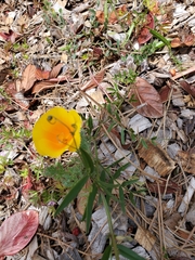 Eschscholzia californica
