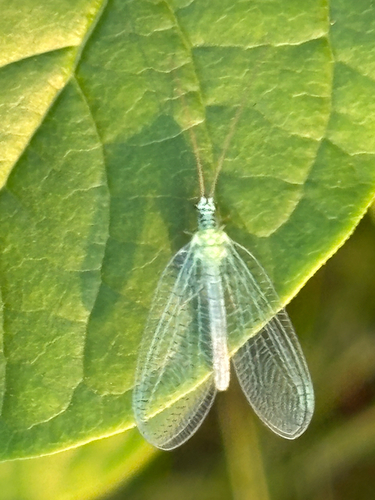 X-marked Green Lacewing