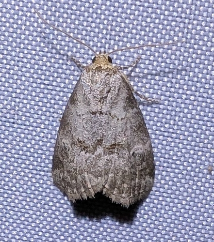 Dotted Graylet