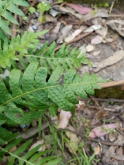 Rhagio