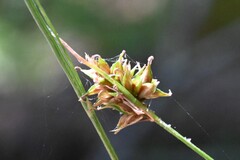 (c) Rostyslav Yurechko, some rights reserved (CC BY) Carex hoodii, photograph (c) Rostyslav Yurechko, some rights reserved (CC BY)