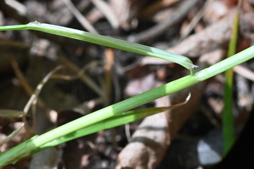 Carex hoodii, photograph 2