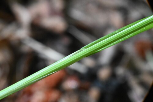 Carex hoodii, photograph 3
