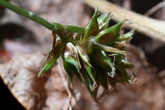 (c) Rostyslav Yurechko, some rights reserved (CC BY) Carex hoodii, photograph (c) Rostyslav Yurechko, some rights reserved (CC BY)