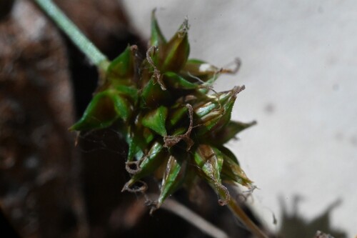 Carex hoodii, photograph 6