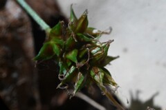 Carex hoodii, photograph (c) Rostyslav Yurechko, some rights reserved (CC BY)