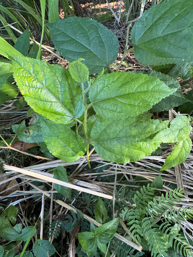 Guazuma ulmifolia observed 2026-06-30